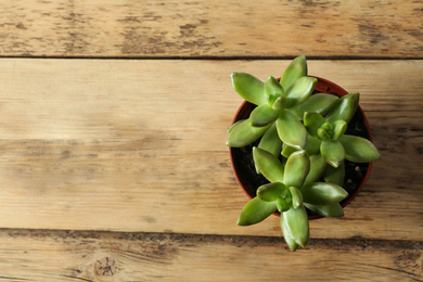 Beautiful echeverias in pot on wooden background, top view with space for text. Succulent plants