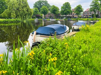 Photo of Beautiful yellow iris flowers growing near city canal with moored boats