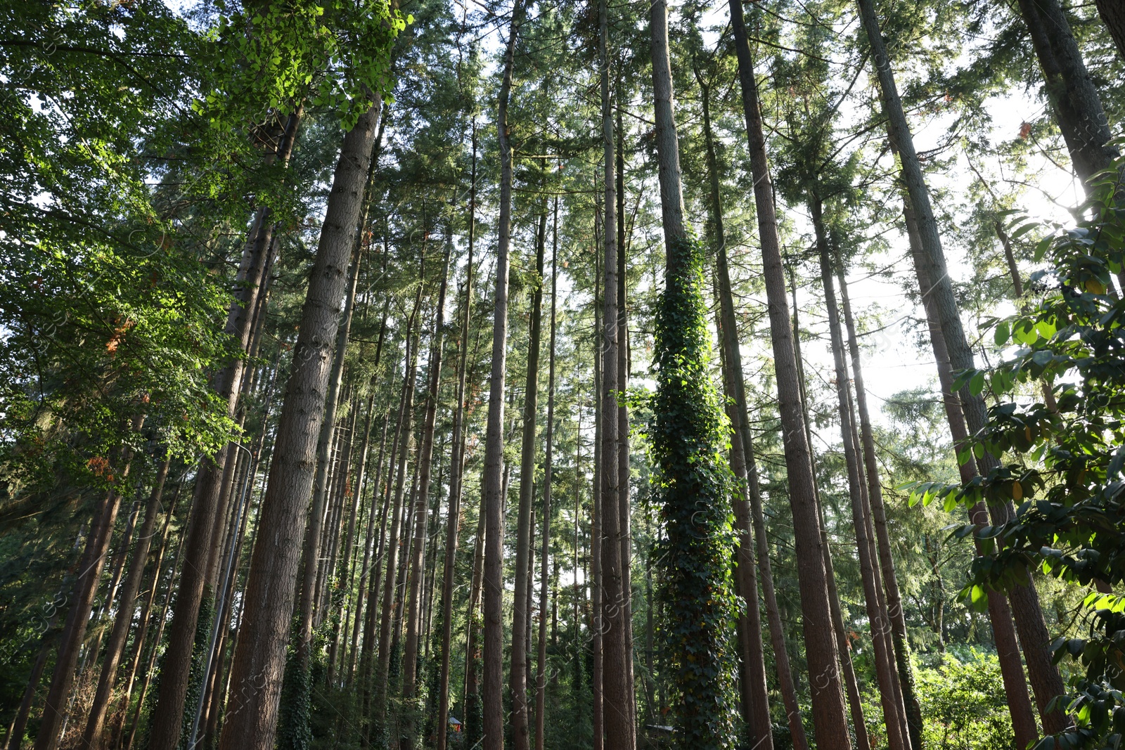 Photo of Beautiful view of green trees in forest