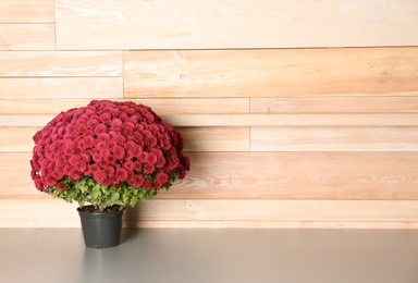 Beautiful potted chrysanthemum flowers on table near wooden wall. Space for text