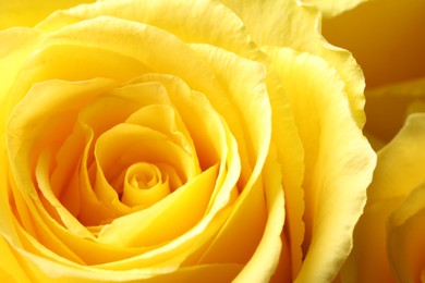 Beautiful rose with yellow petals as background, macro view