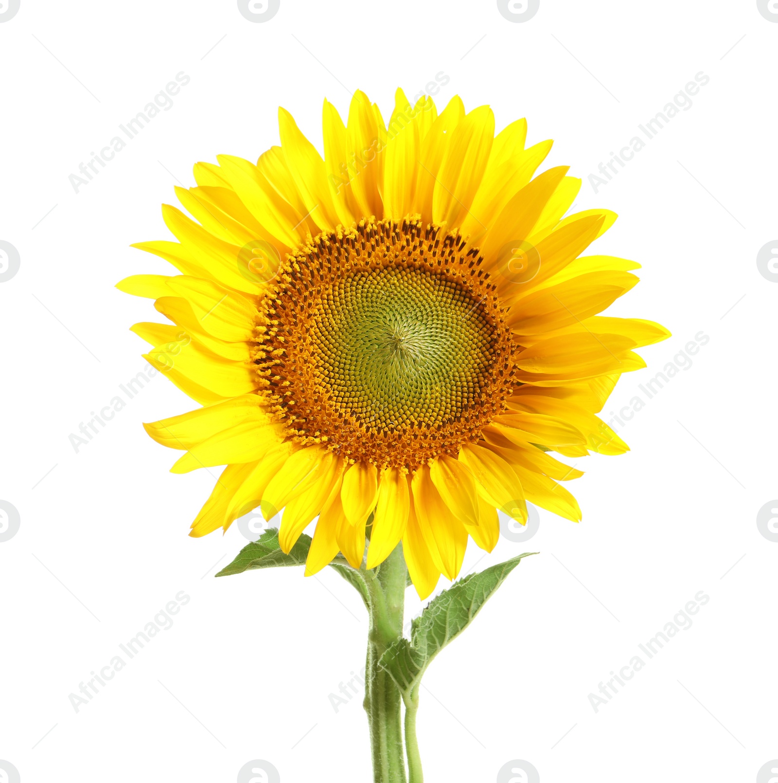 Photo of Beautiful bright sunflower on white background