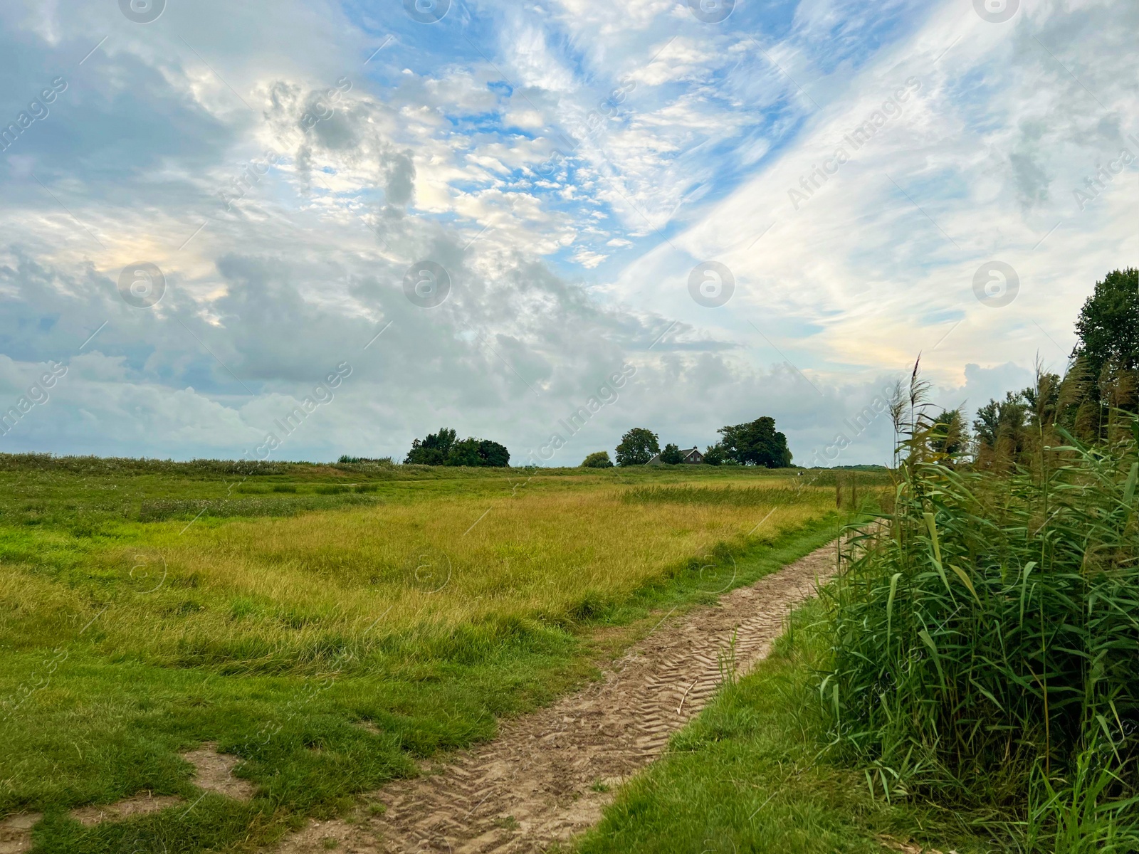 Photo of Picturesque view of reeds and cloudy sky