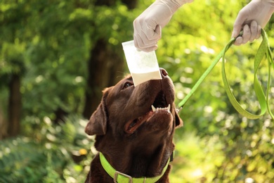 Detection Labrador dog sniffing drugs in plastic bag outdoors