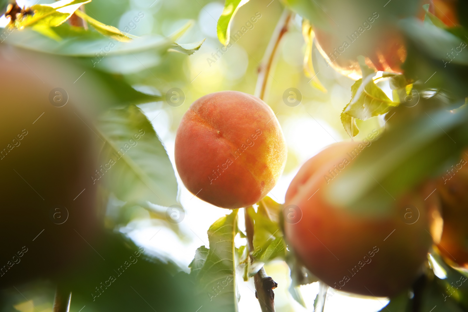 Photo of Ripe peaches on tree branch in garden, closeup