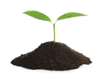 Photo of Young seedling in fertile soil on white background