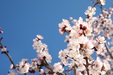 Closeup view of blossoming apricot tree on sunny day outdoors. Springtime