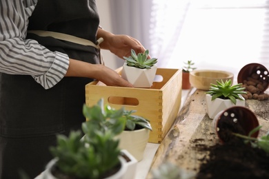 Photo of Woman with different beautiful succulents at wooden table indoors, closeup