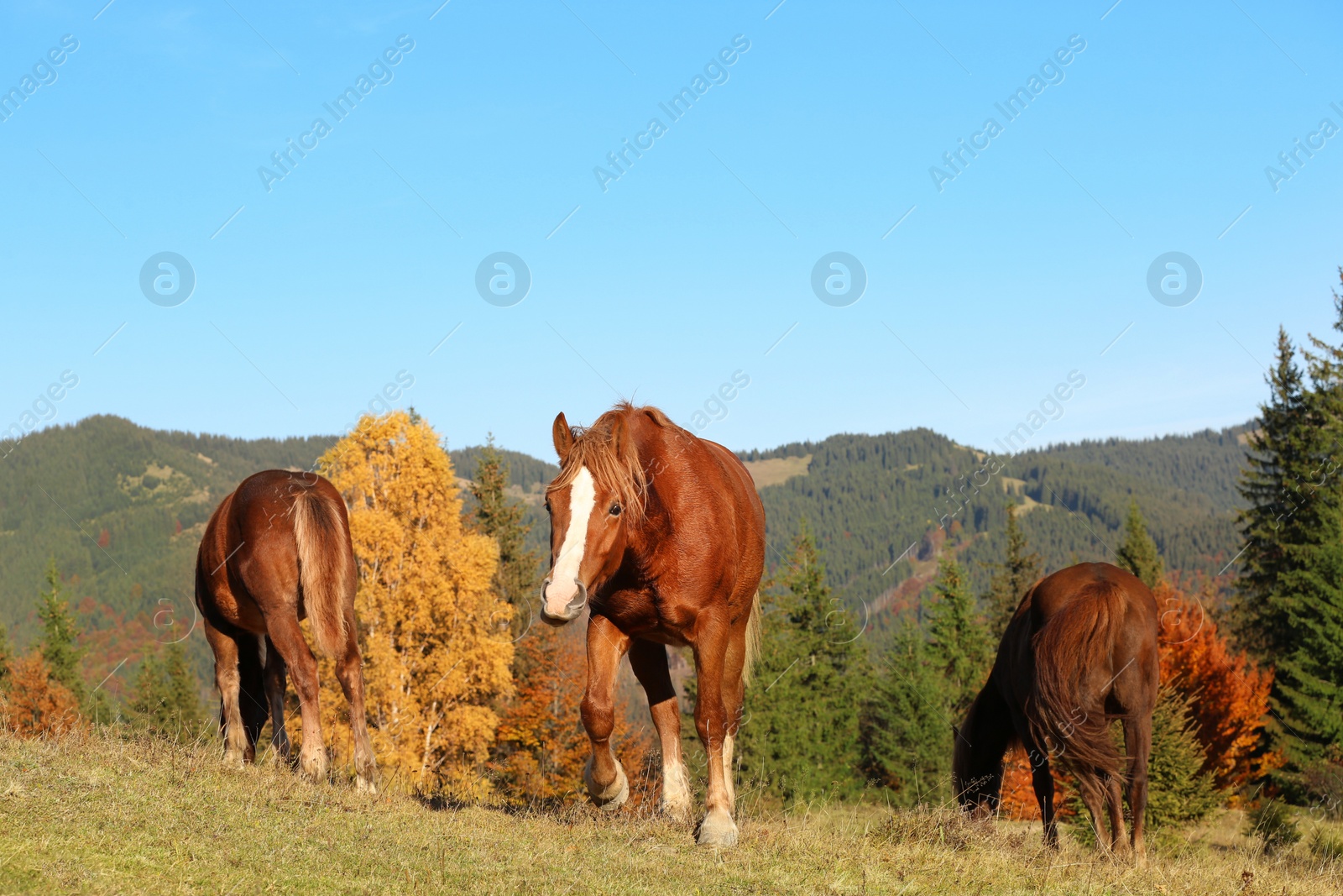 Photo of Brown horses in mountains on sunny day. Beautiful pets
