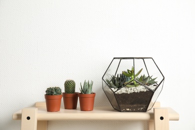 Photo of Different succulent plants on table near white wall, space for text. Home decor