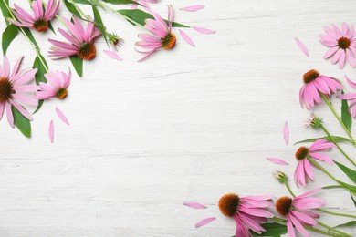 Photo of Beautiful echinacea flowers on white wooden table, flat lay. Space for text