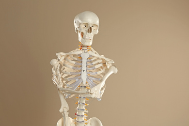 Photo of Artificial human skeleton model on beige background