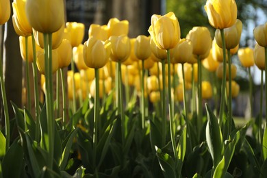 Photo of Beautiful yellow tulips growing outdoors on sunny day. Spring season