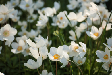 Photo of Beautiful blossoming Japanese anemone flowers outdoors on spring day