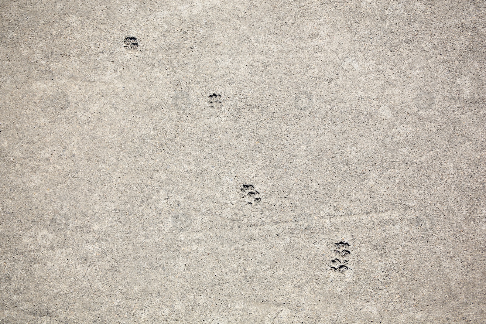 Photo of Cat paw prints on concrete road outdoors