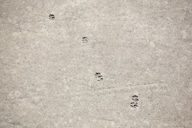 Cat paw prints on concrete road outdoors