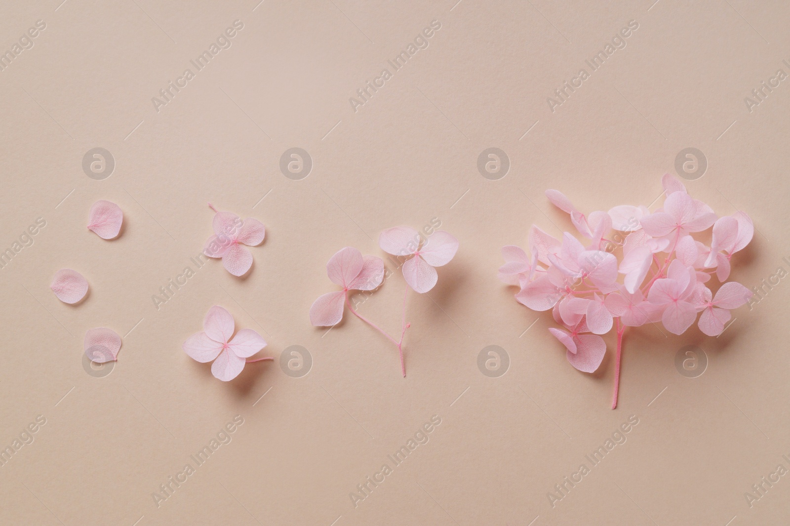 Photo of Beautiful pink hortensia flowers on beige background, flat lay