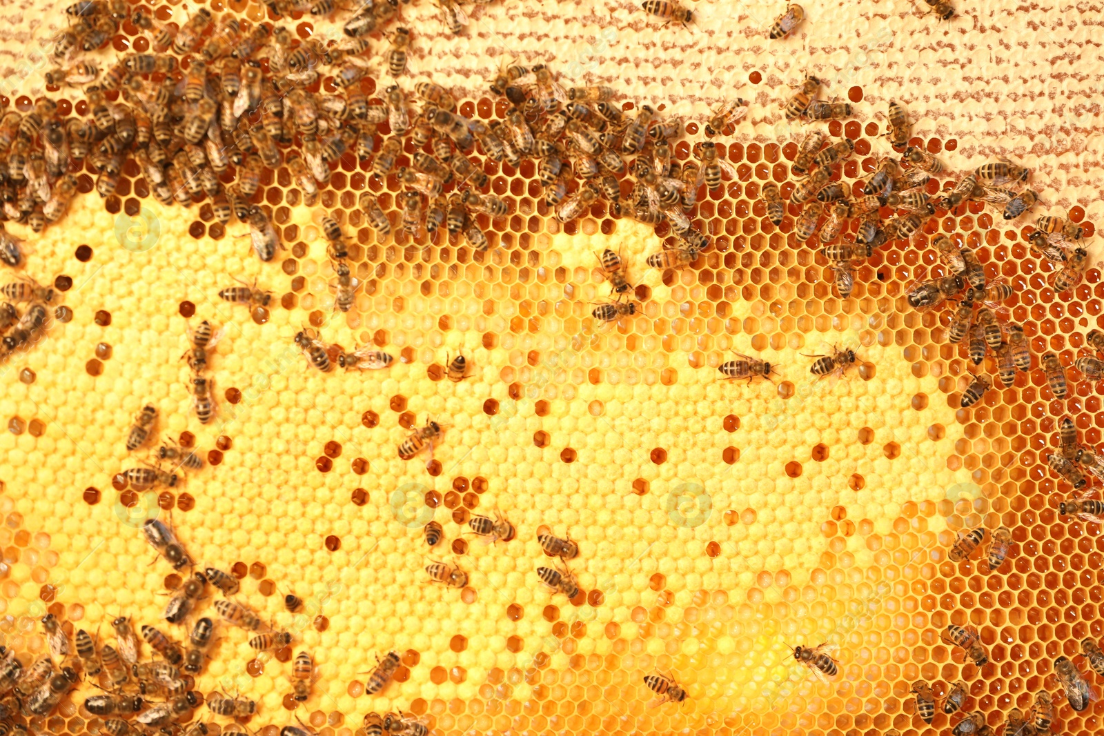 Photo of Honeycomb with bees as background, top view