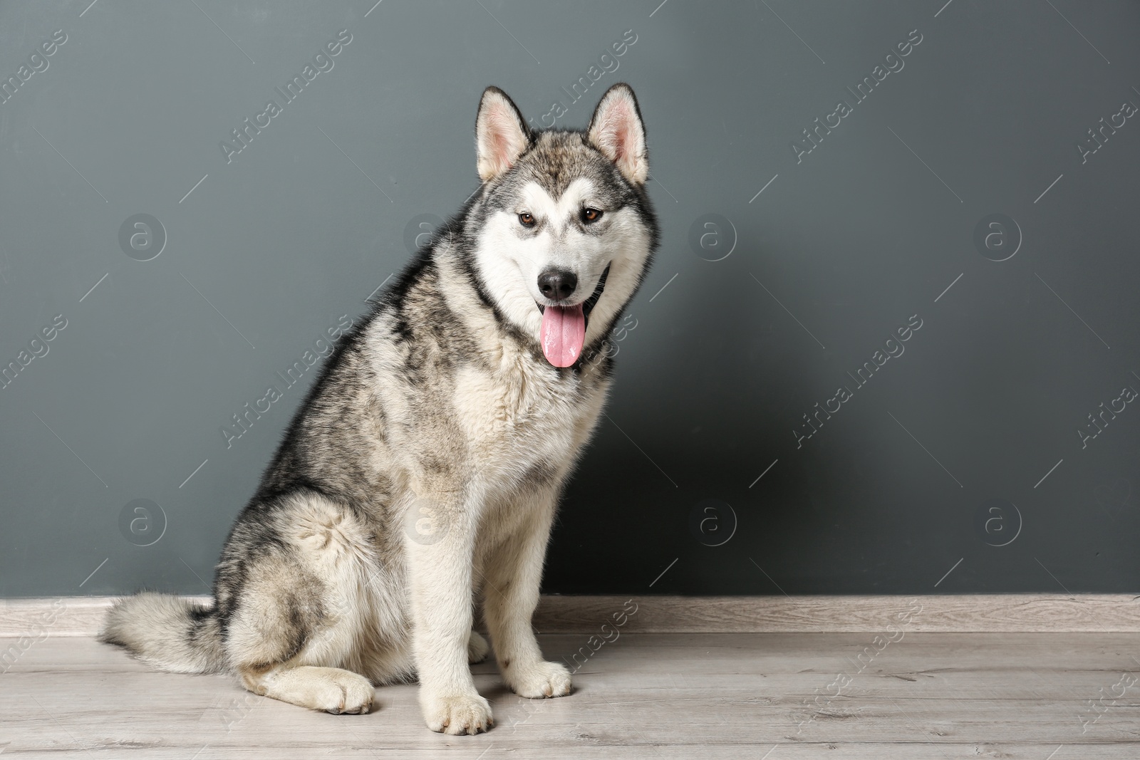 Photo of Cute Alaskan Malamute dog sitting on floor near gray wall
