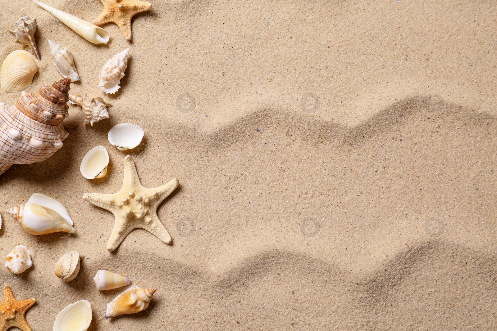 Photo of Beautiful seashells and starfishes on beach sand, flat lay with space for text. Summer vacation