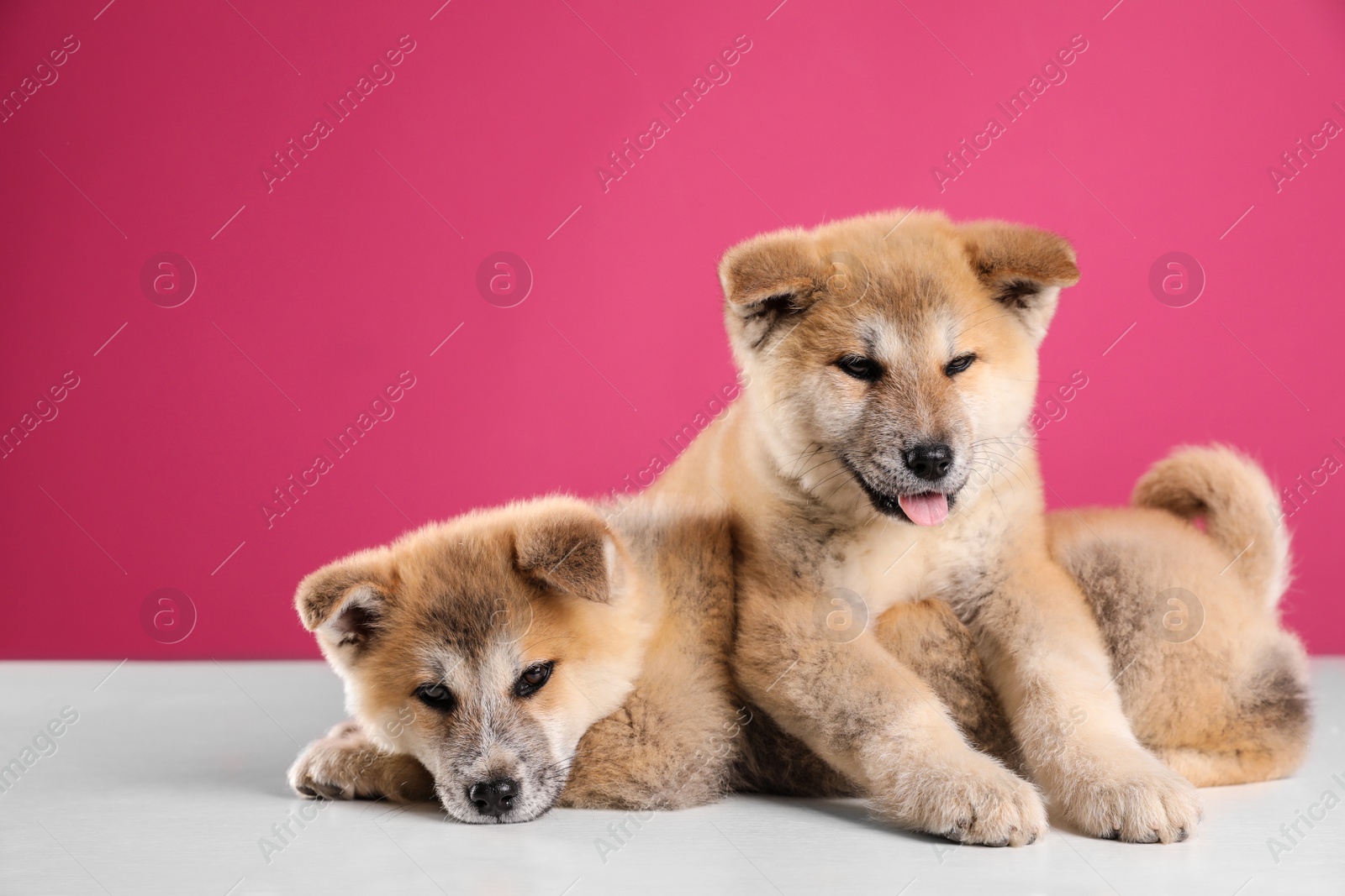 Photo of Adorable Akita Inu puppies on pink background