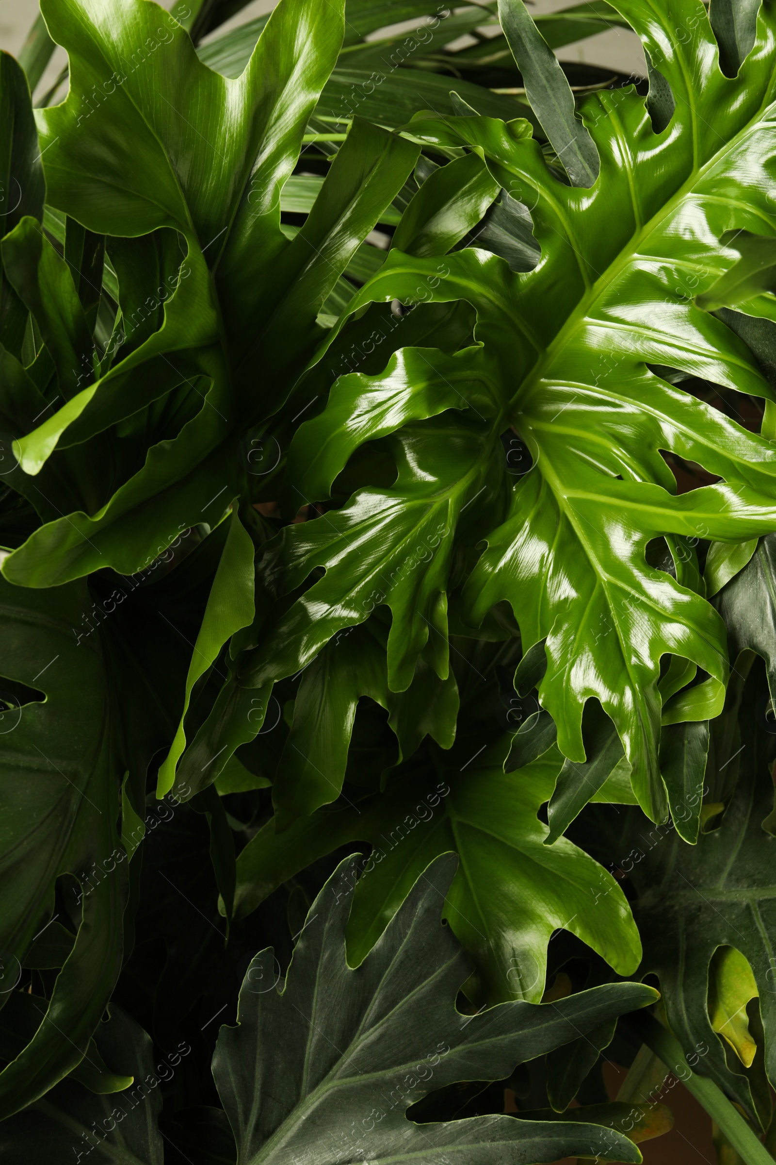 Photo of Monstera with lush leaves, closeup. Tropical plant