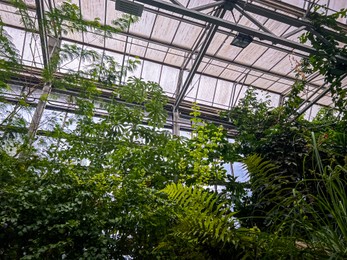 Photo of Many different tropical plants growing in greenhouse