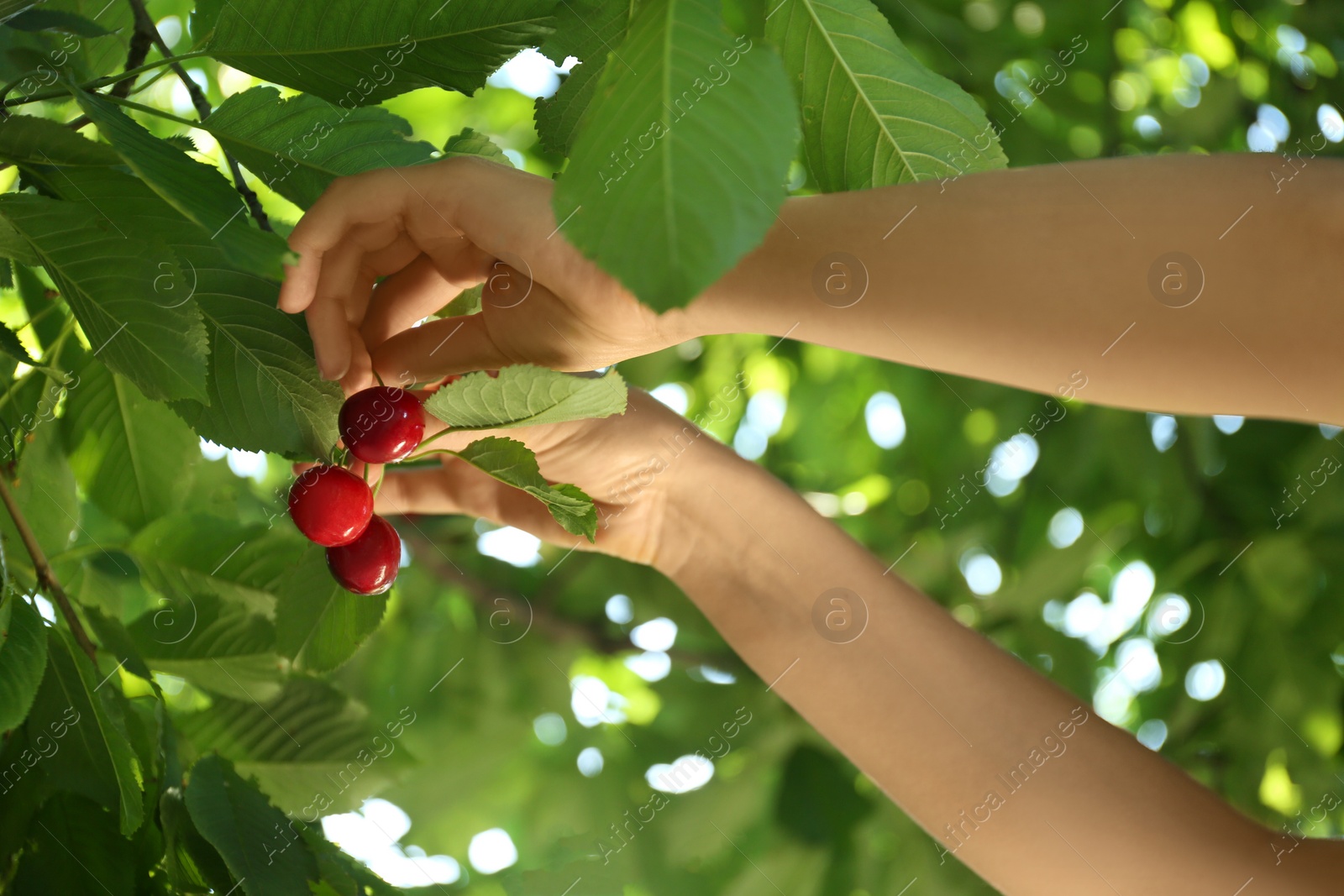 Photo of Woman picking tasty ripe cherries outdoors, closeup