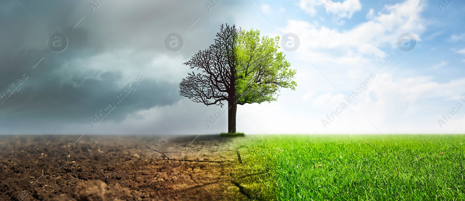 Image of Concept of climate changing. Half dead and alive tree outdoors, banner design