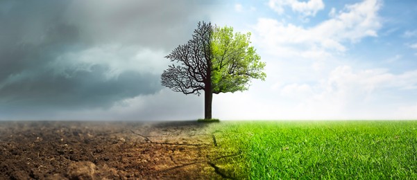 Image of Concept of climate changing. Half dead and alive tree outdoors, banner design