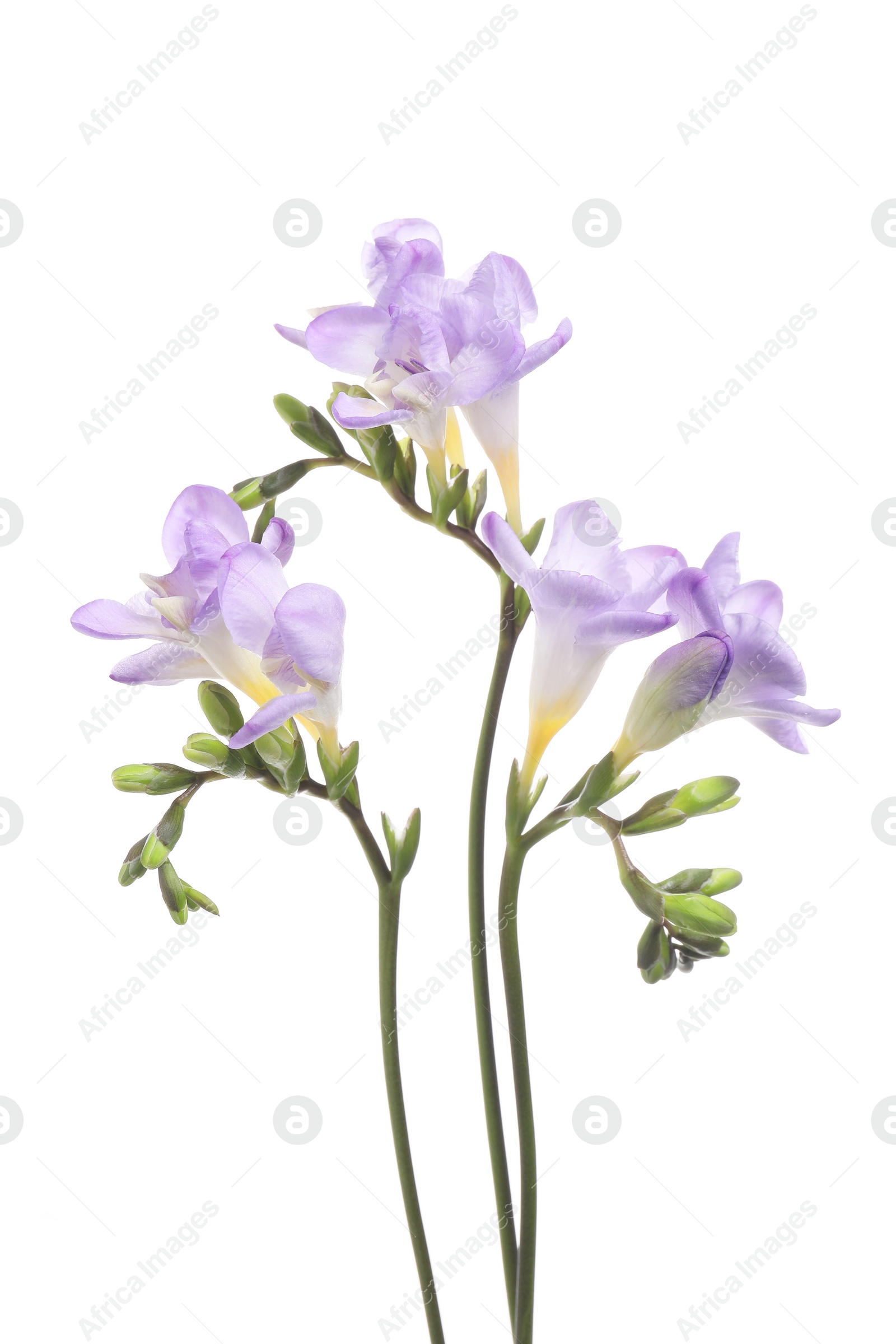 Photo of Beautiful violet freesia flowers isolated on white