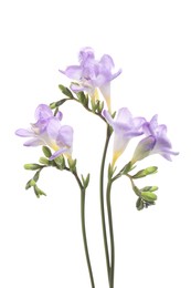 Photo of Beautiful violet freesia flowers isolated on white