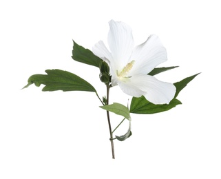 Photo of Beautiful tropical Hibiscus flower on white background