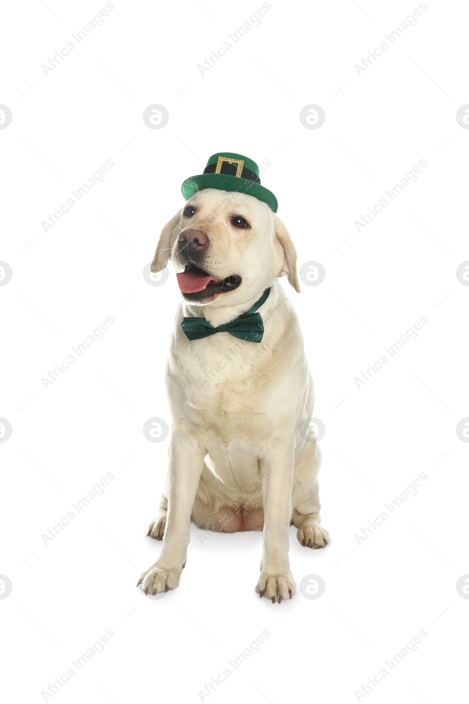 Photo of Labrador retriever with leprechaun hat and bow tie on white background. St. Patrick's day