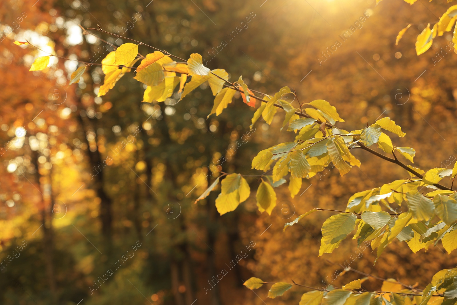 Photo of Beautiful tree branch with leaves in park on sunny day