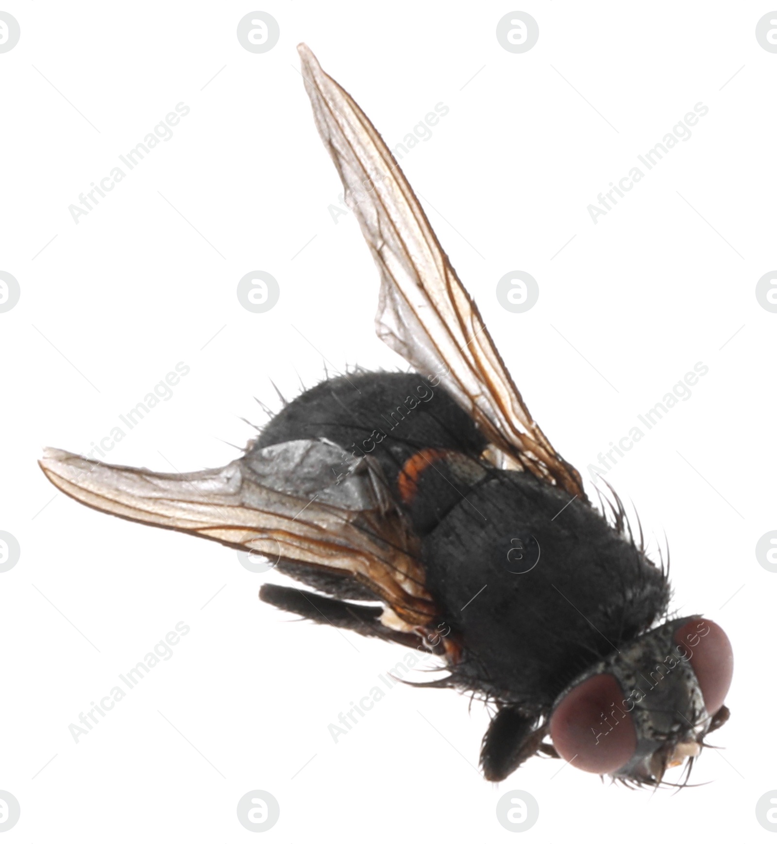 Photo of One common black fly on white background