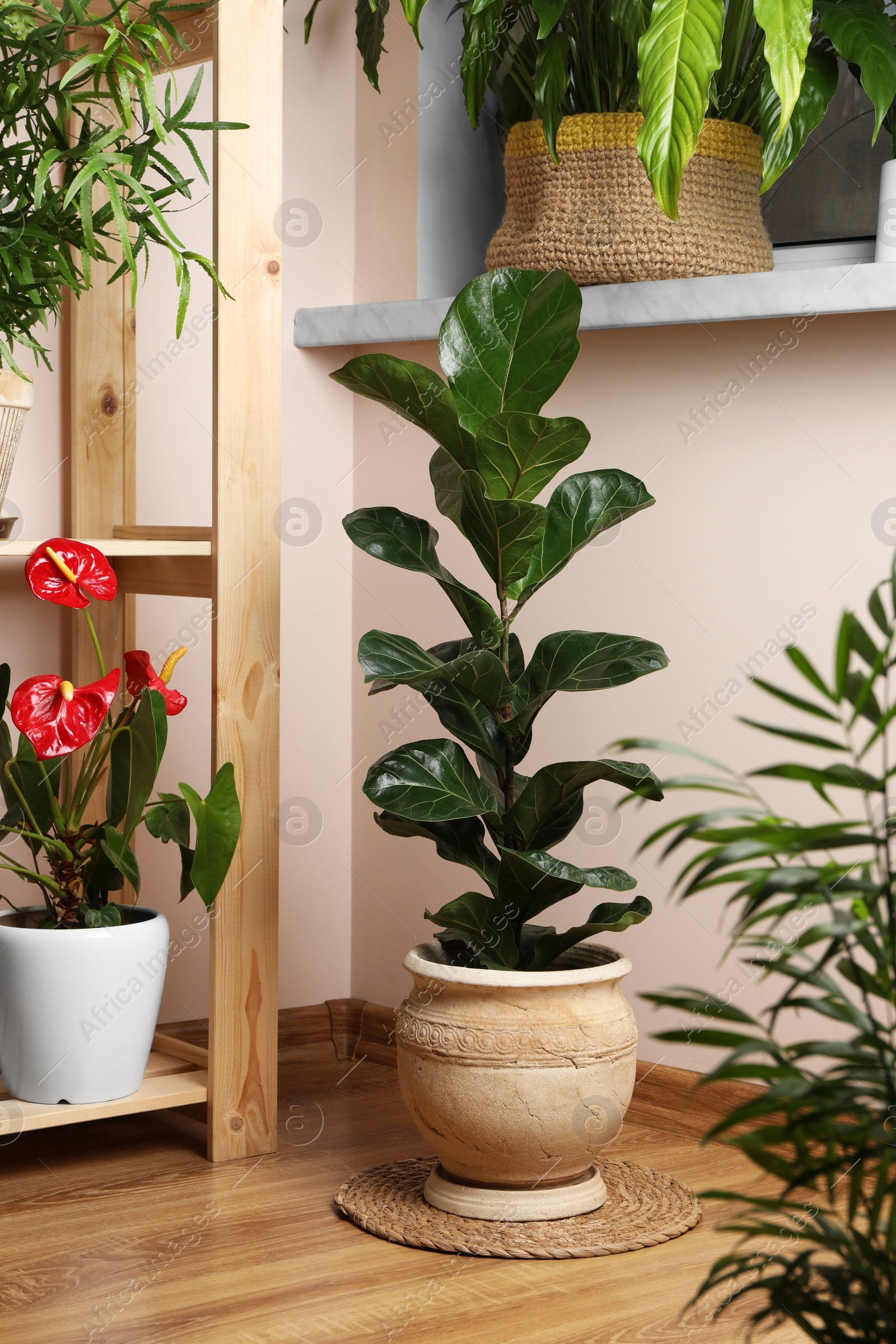 Photo of Beautiful houseplants in pots indoors. House decor