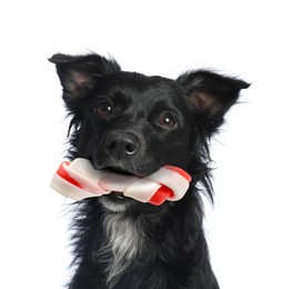 Image of Cute dog holding chew bone in mouth on white background