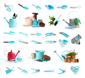 Set of gardening tools and different seedlings on white background