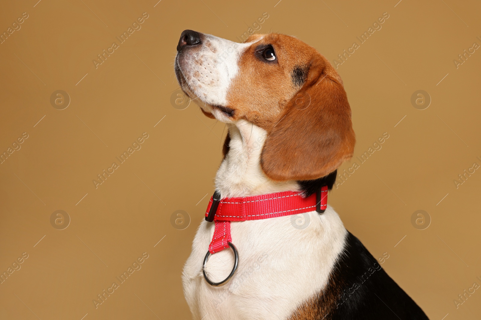 Photo of Adorable Beagle dog in stylish collar on beige background