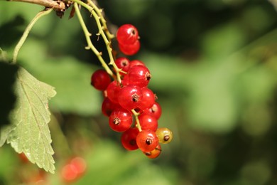 Photo of Closeup view of red currant bush with ripening berries outdoors on sunny day