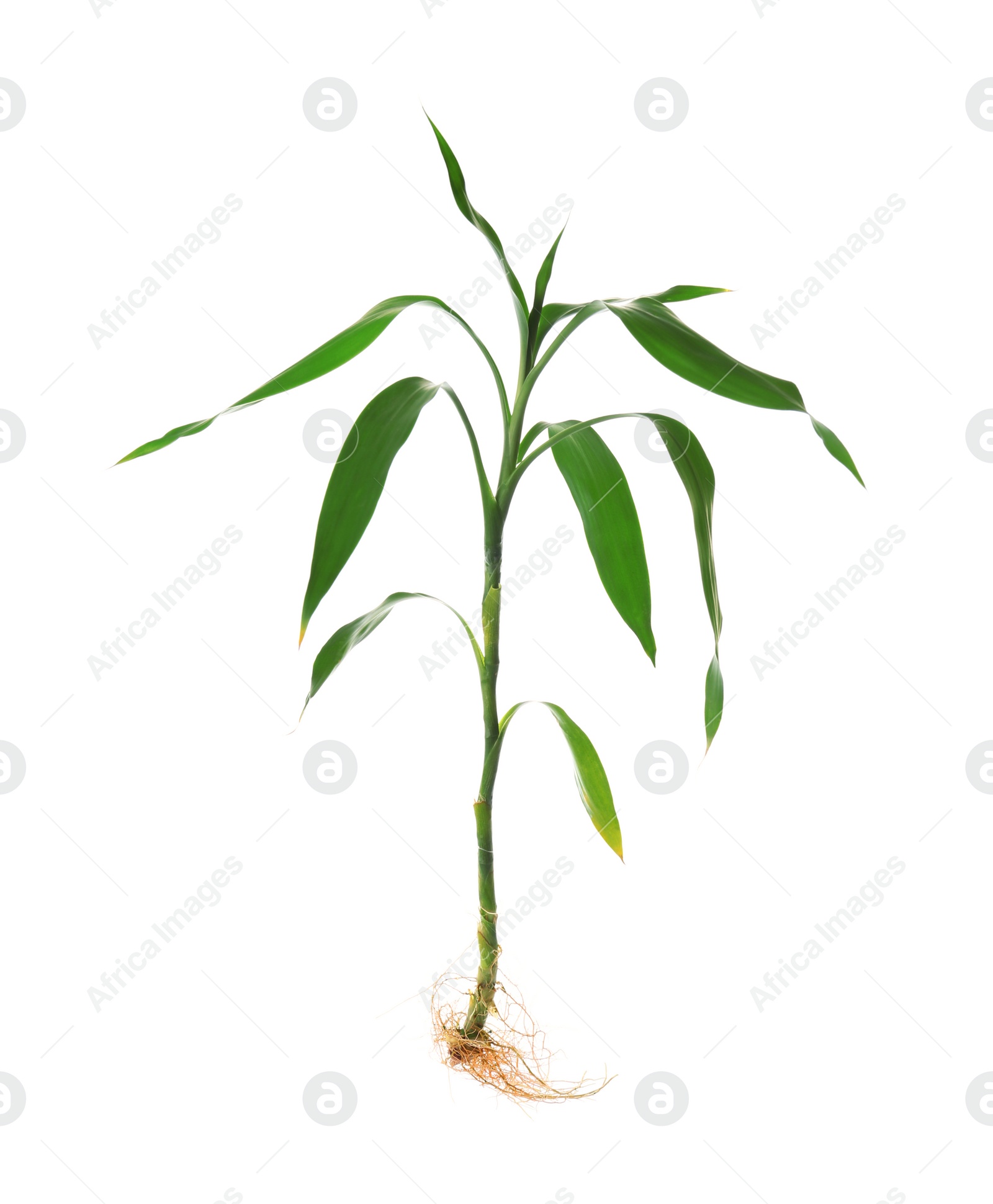 Photo of Young green bamboo sprout on white background