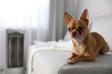 Photo of Chihuahua dog lying on grey sofa near electric heater indoors. Space for text