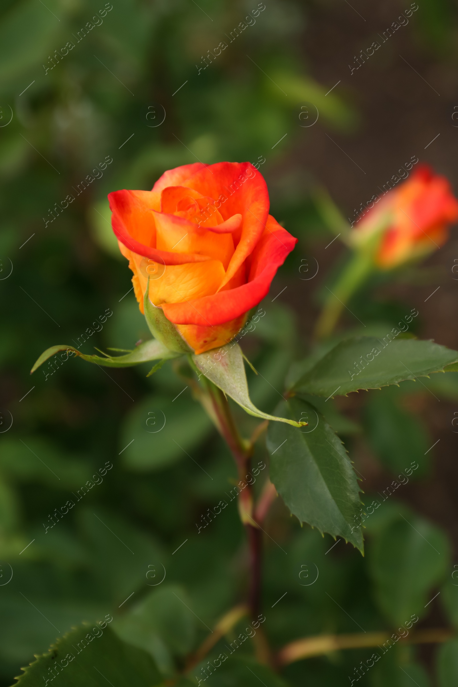 Photo of Beautiful orange rose growing in garden, closeup