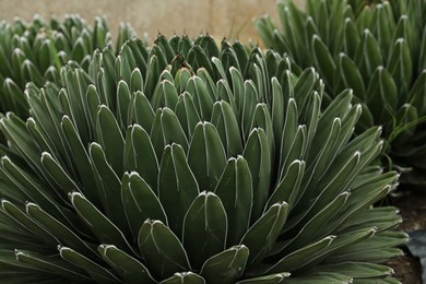 Photo of Beautiful green agave growing outdoors. Succulent plant
