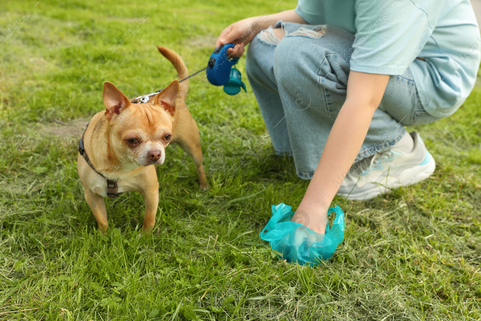 Photo of Woman picking up her dog's poop from green grass, closeup