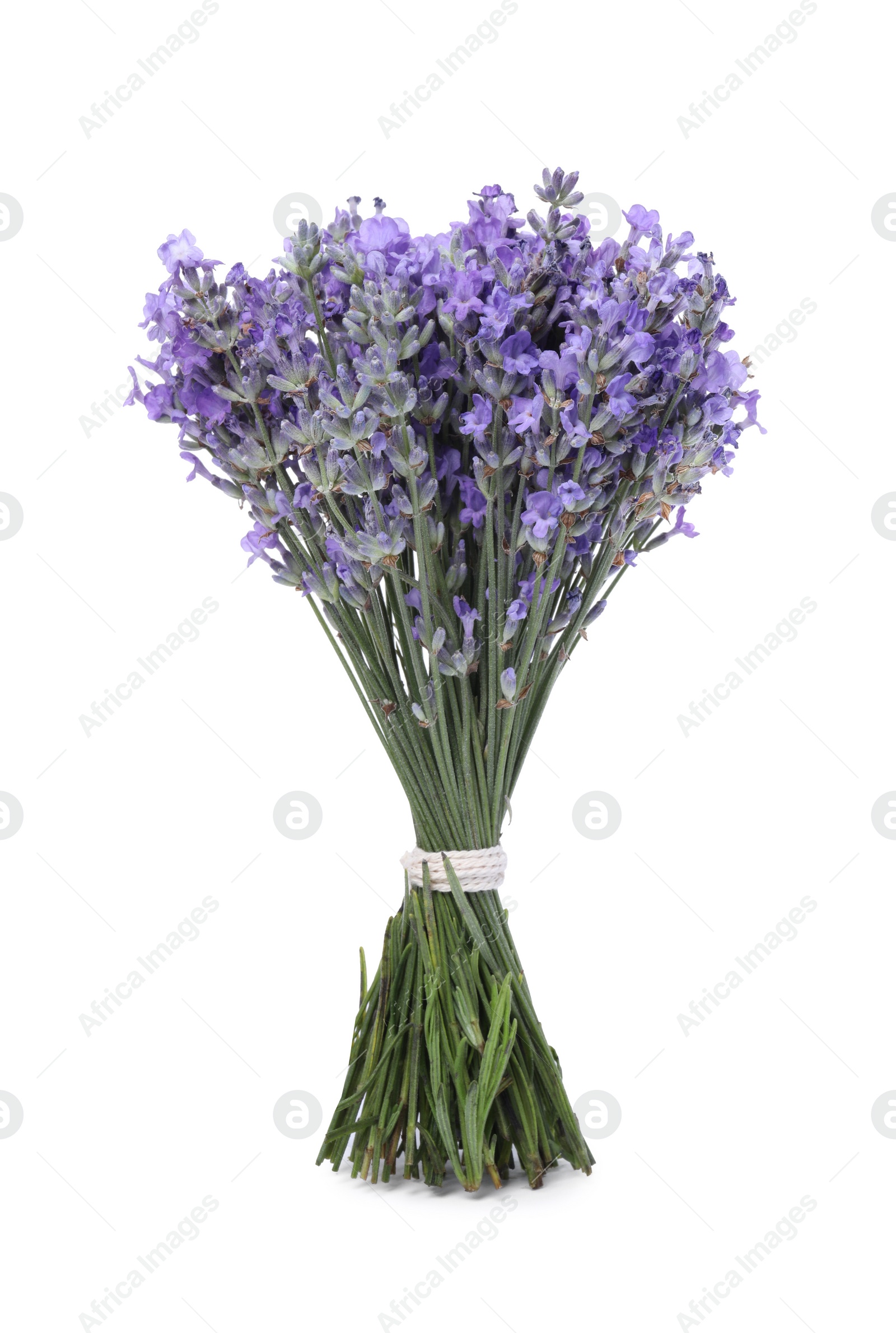 Photo of Bouquet of beautiful lavender flowers isolated on white