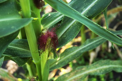 Ripe corn cobs in field, closeup view