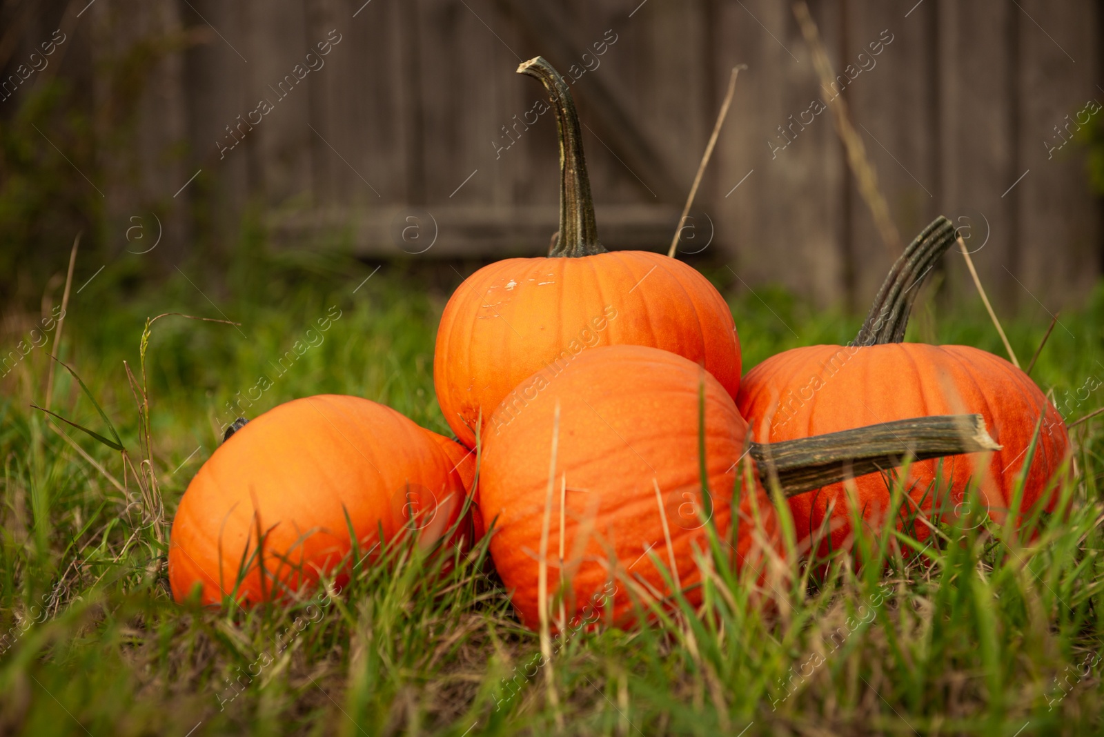 Photo of Many ripe orange pumpkins on green grass in garden