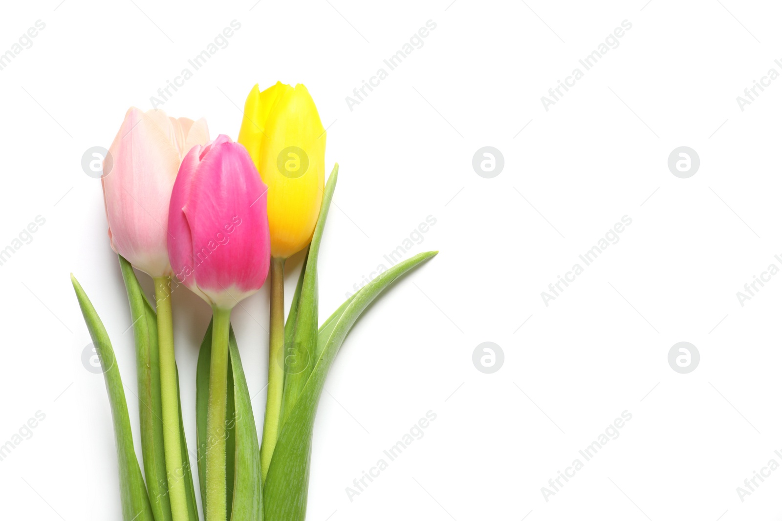 Photo of Beautiful spring tulips on white background, top view. International Women's Day